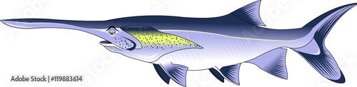 paddlefish