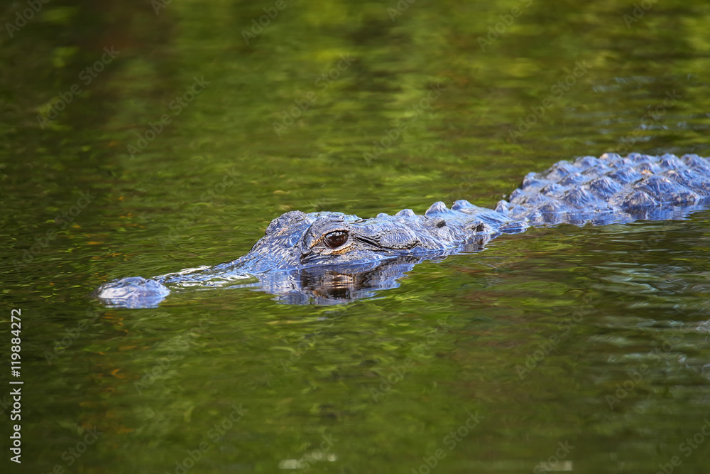 Naklejka premium Alligator (Alligator mississippiensis) swimming