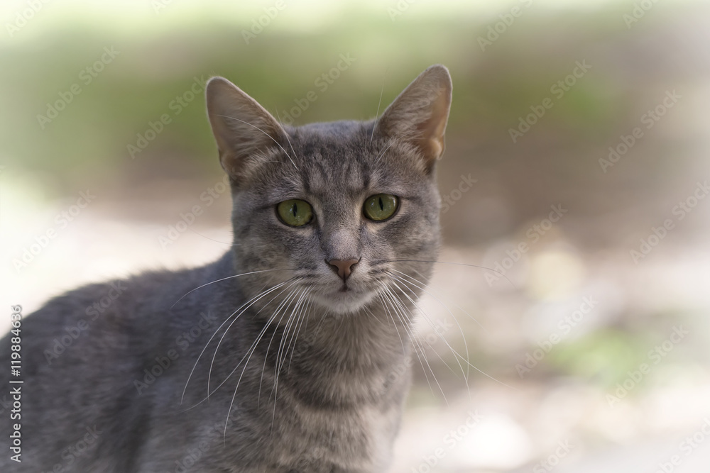 gray cat with sad green eyes sits in the yard gray cat with sad green eyes sits in the yard