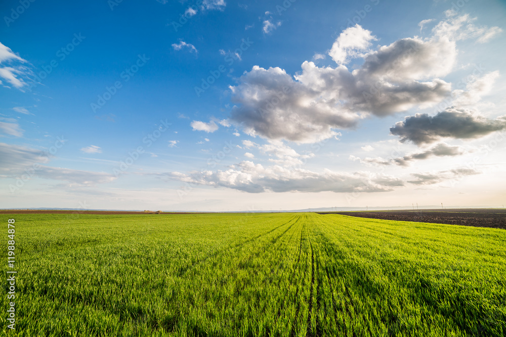 Green field of sprouting wheat Green field of sprouting wheat