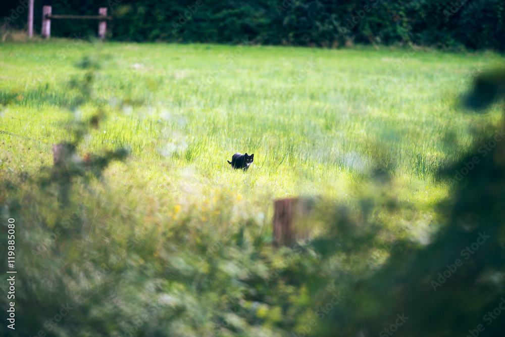 Black cat walking in field. Geesteren. Achterhoek. Gelderland. T Black cat walking in field. Geesteren. Achterhoek. Gelderland. T