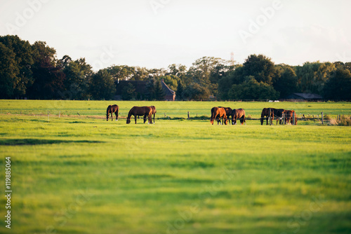 Group of horses grazing on farmland. Geesteren. Achterhoek. Geld