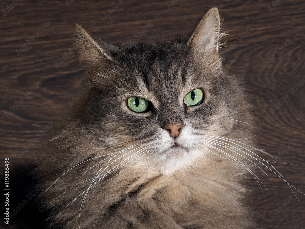 Portrait of a gray cat with green eyes