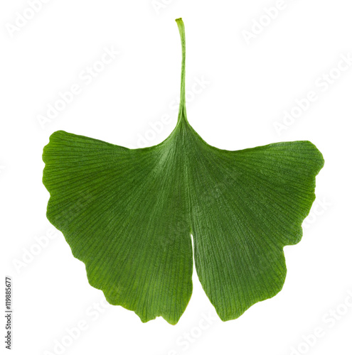 Ginkgo biloba leaf isolated on white background. Leaf from Ginkgophyta, also called maidenhair tree, used in medicine. Macro photo close up from above.