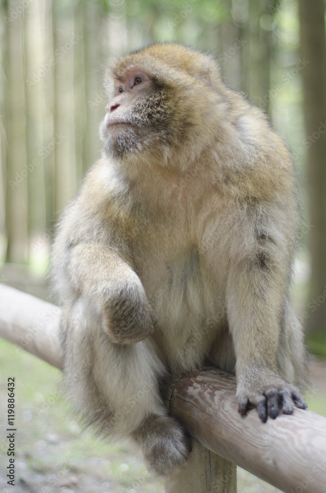 Barbary macaque in wildleif, Germany, Affenberg Barbary macaque in wildleif, Germany, Affenberg
