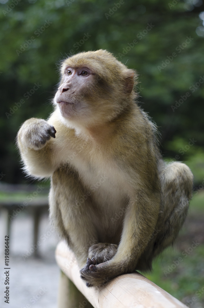 Barbary macaque in wildleif, Germany, Affenberg Barbary macaque in wildleif, Germany, Affenberg