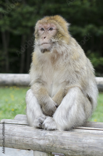 Barbary macaque in wildleif, Germany, Affenberg © Tvish