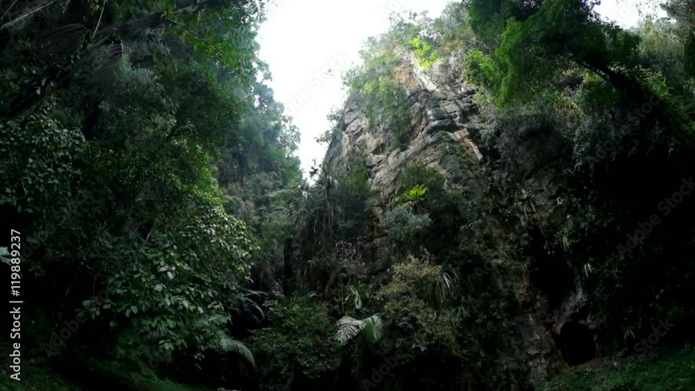 Tropical forest in the mountains Tropical forest in the mountains