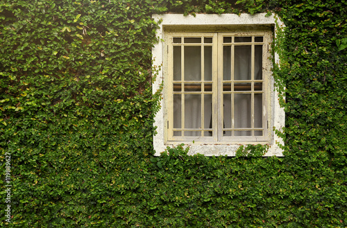 A white window with mosquito wire screen in a stone house surrounded by the leaves of the climbing plant Ivy, which also covers the walls. Copy space.