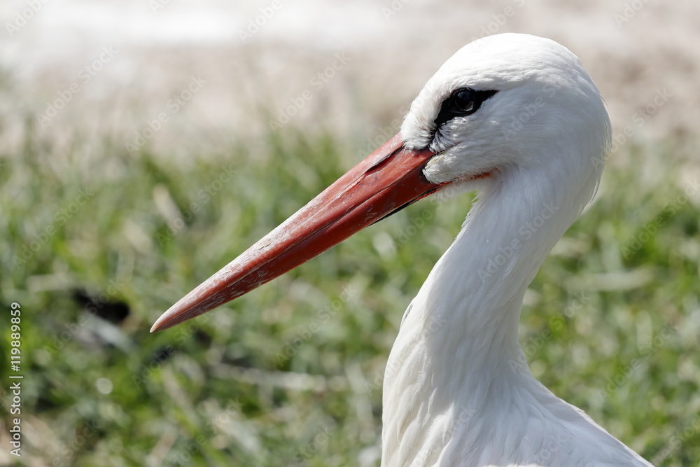 Fototapeta premium white stork
