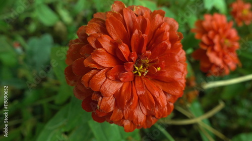 Fototapeta Naklejka Na Ścianę i Meble -  red flower after rain close-up