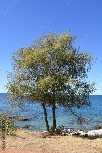 Savudrija, Küste, Ufer, Meer, Baum, Schilf, Steine, Steinstrand  photo