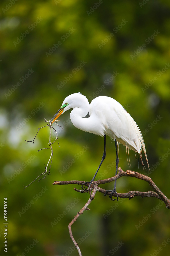 Obraz premium Great Egret (Ardea alba)