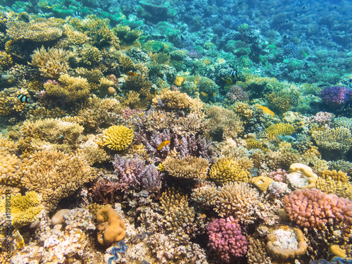 Fototapeta Naklejka Na Ścianę i Meble -  Colorful coral reef with hard corals