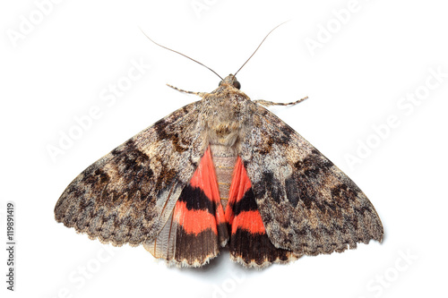 Moth - Red Underwing (Catocala nupta) on white photo