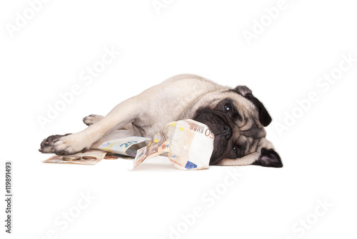 schattig klein hondje, mopshond rolt en speelt met geld, euro's photo