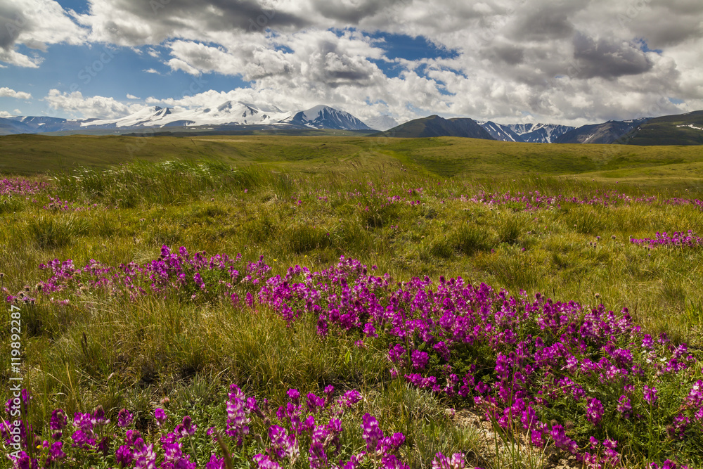 Field with wild flowers and mountains on the background.