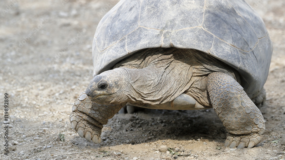 Fototapeta premium land turtle