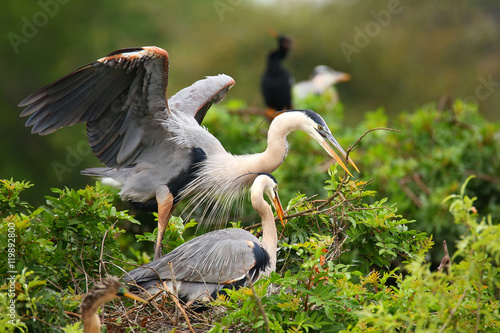 Great Blue Herons exchanging nesting material. It is the largest photo