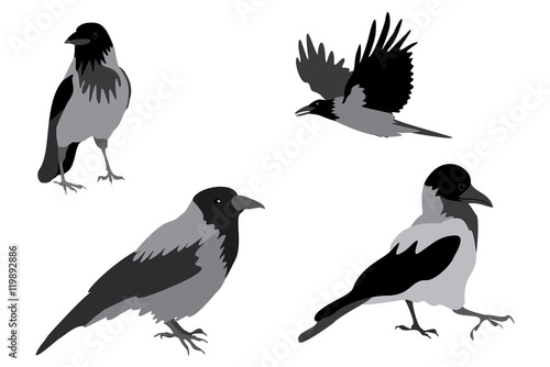 crow