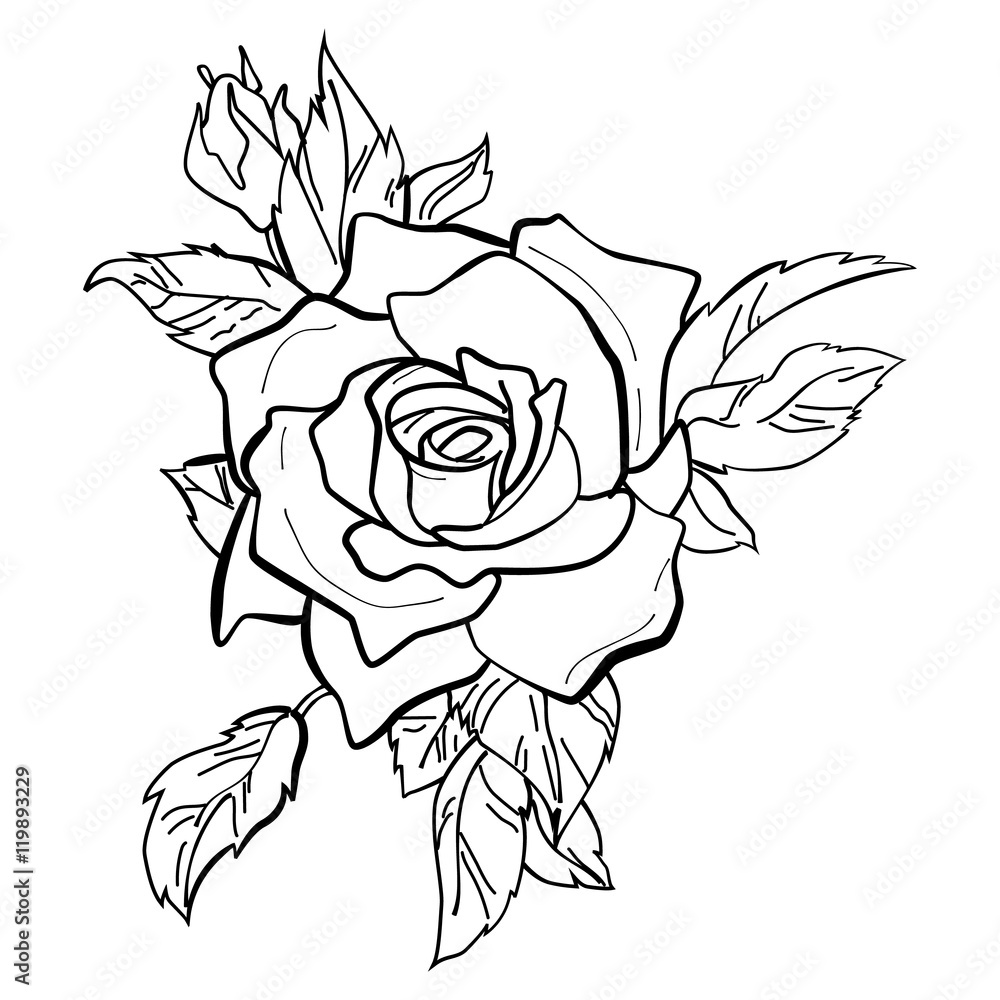 Obraz premium Vector illustration of a red rose