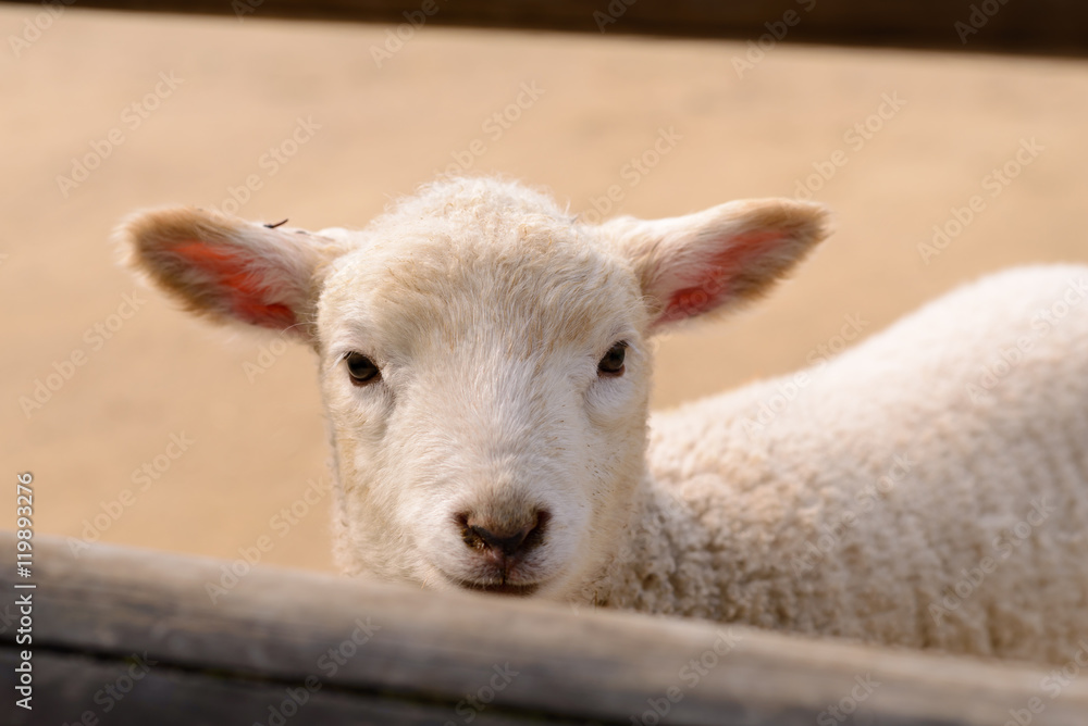 A Curious Lamb Looking Through a Fence