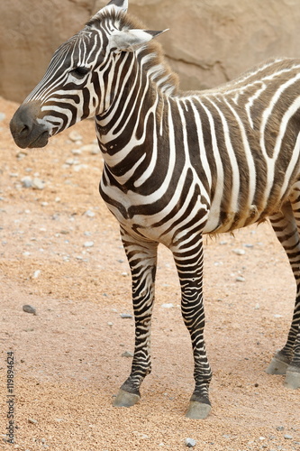 zebra