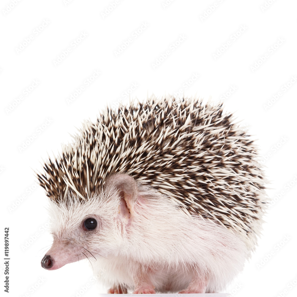African hedgehog African hedgehog