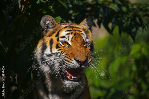 siberian tiger