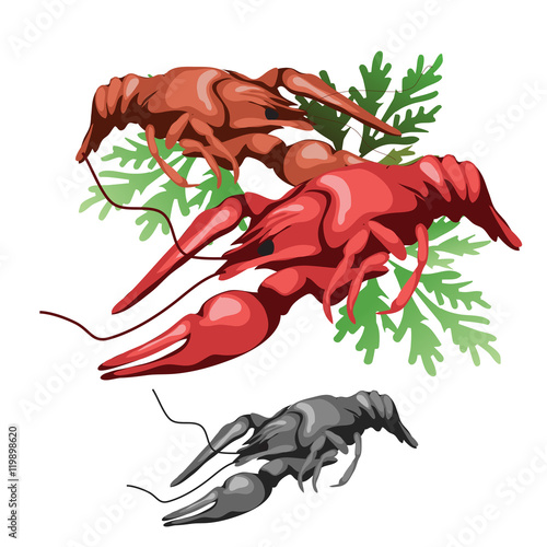 Boiled sea crabs with salads, vector food