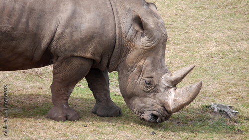 Breitmaulnashorn in de Nahaufnahme