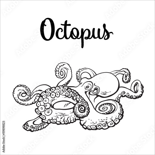 Live octopus, sketch style vector illustration isolated on white background. Drawing of octopus, luxury seafood delicacy. Edible underwater creature, healthy organic food