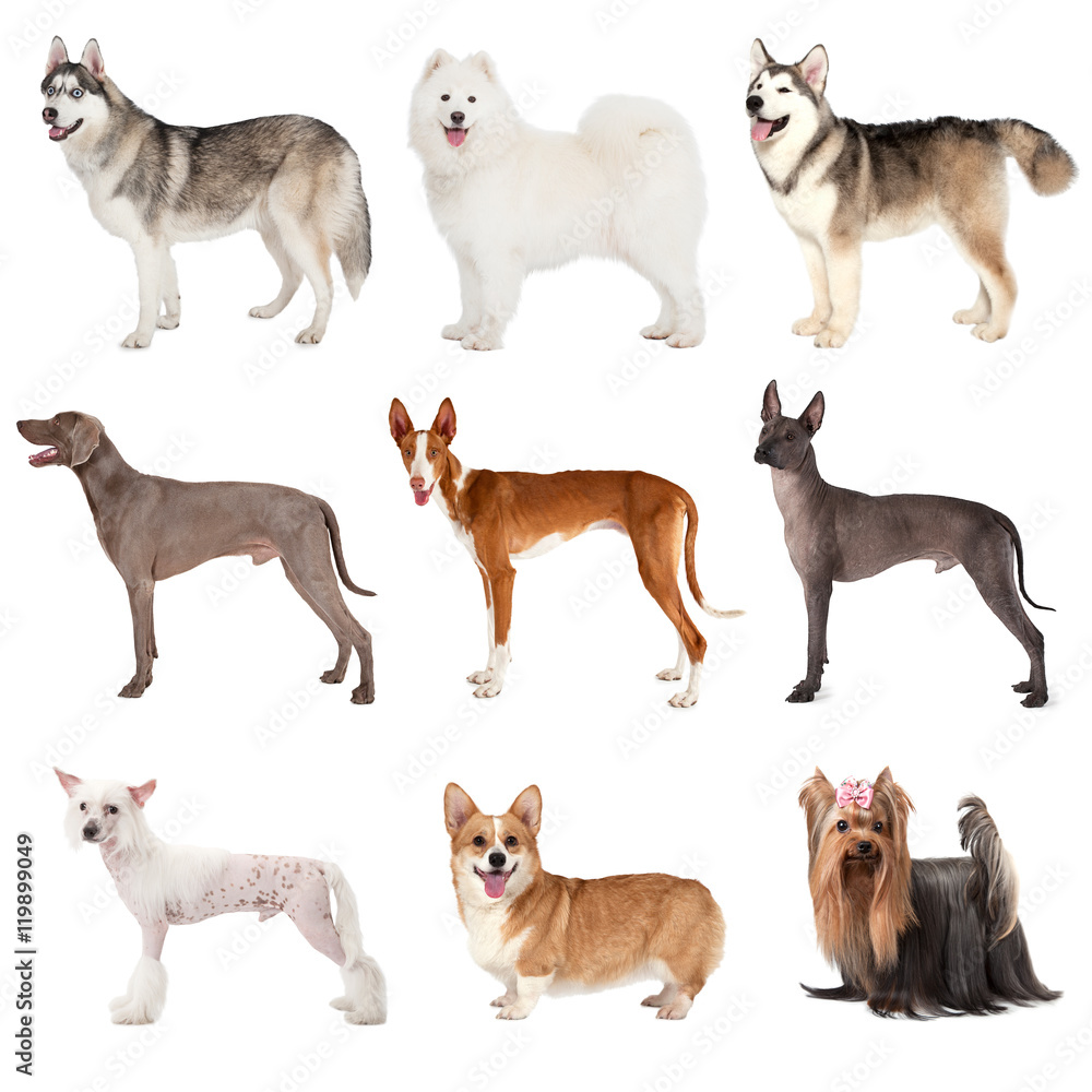 Group of various dogs