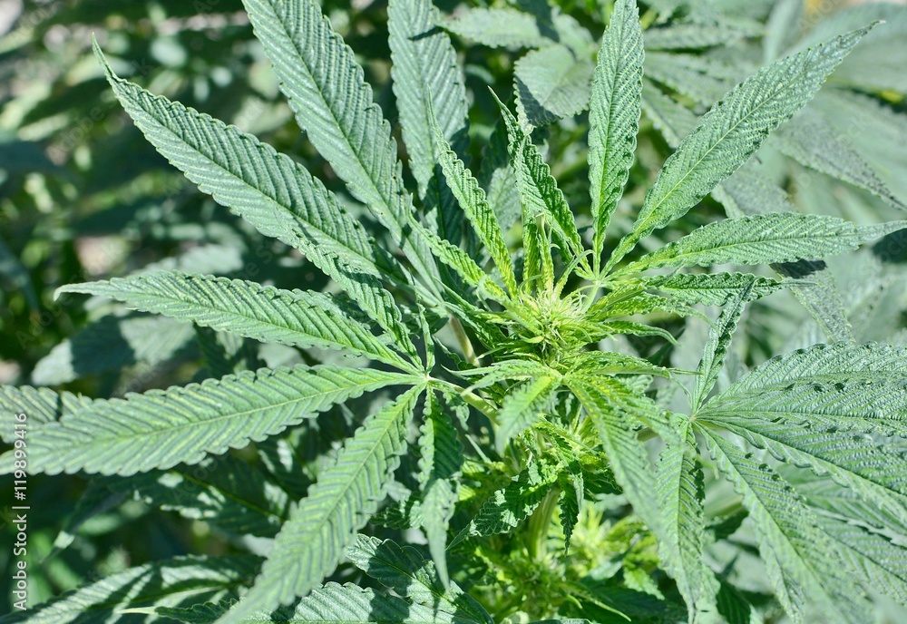 View of Cannabis plant leaves. Closeup top view on Marijuana plant. View of Cannabis plant leaves. Closeup top view on Marijuana plant.