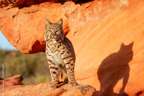 Foto Bobcat standing on red rocks