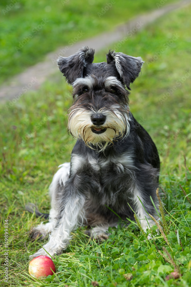 Miniature schnauzer sits on the grass outdoor