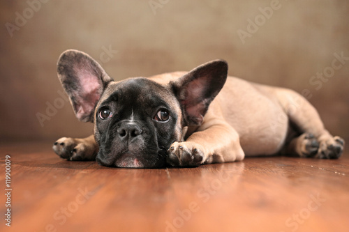 liegender Französischer Bulldoggen Welpe © Jana Behr