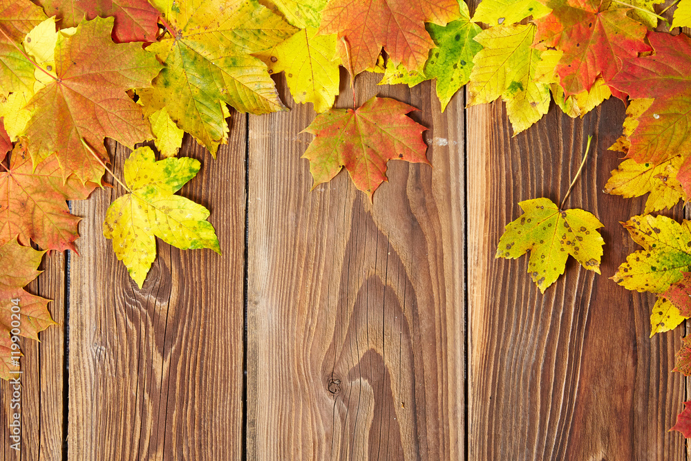 Colorful autumn acer leaves on a wooden blank