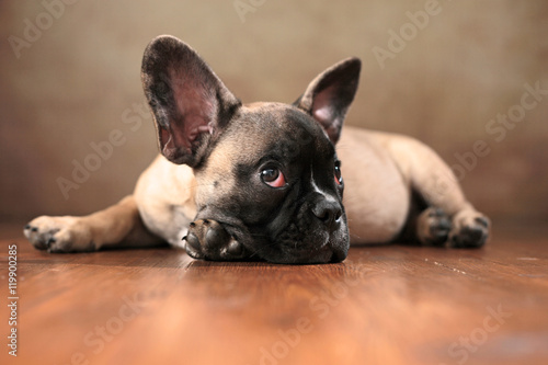 liegender Französischer Bulldoggen Welpe © Jana Behr