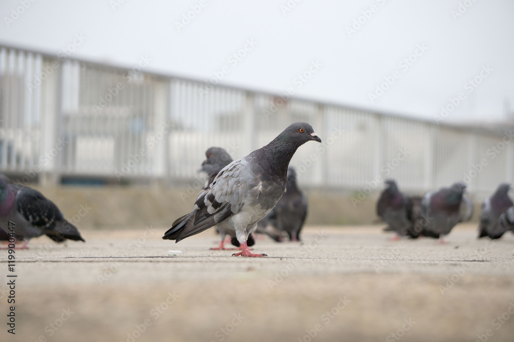 Obraz premium ハト