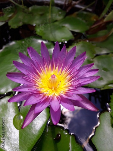 Lotus /Purple Lotus