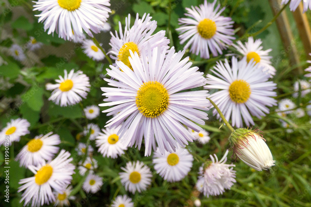 Chamomile with a bud. Selected focus. Chamomile with a bud. Selected focus.