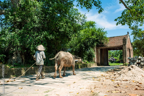 Woman  leadingthe buffalo through the gate of the ancient village Duong Lam. The village is a famous for tourists in north Vietnam. photo
