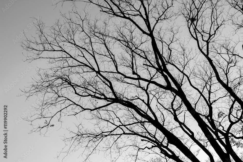 tree branches