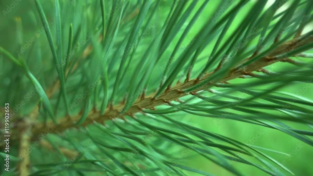 Spruce branch with cones close slow Spruce branch with cones close slow