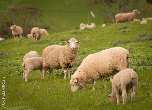 Australian Agriculture Landscape Group of Sheep in Paddock
