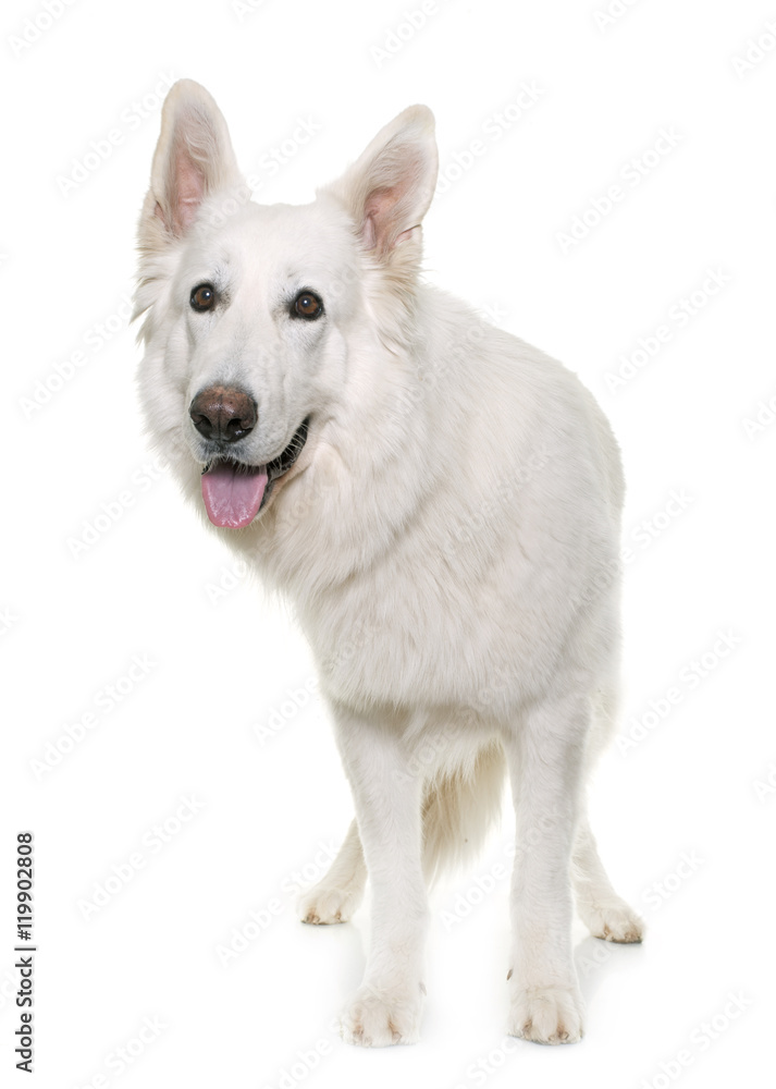 white swiss shepherd white swiss shepherd