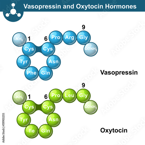 Vasopressin and oxytocine hormones
