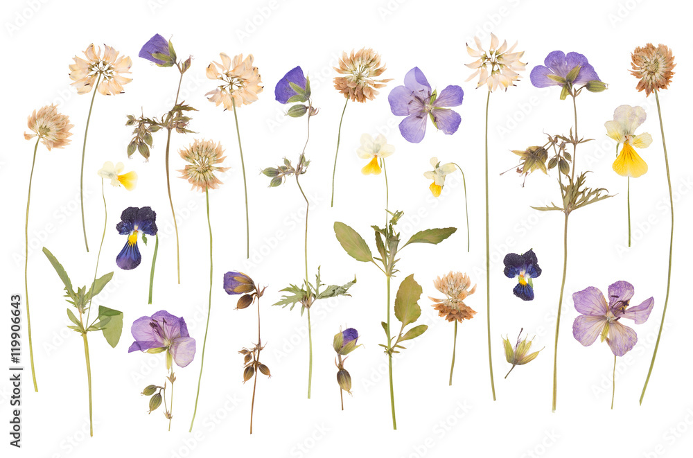Obraz premium Suche prasowane dzikie kwiaty na białym tle