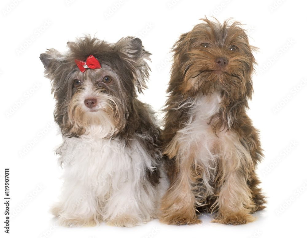 two puppies yorkshire terrier